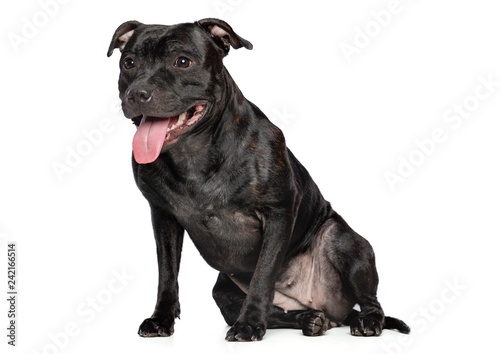Fototapeta Naklejka Na Ścianę i Meble -  English Staffordshire Bull Terrier Dog  Isolated  on White Background in studio