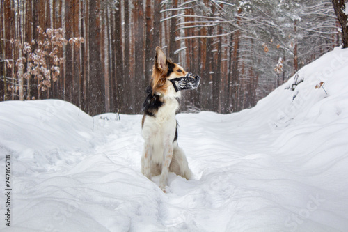 Dog in plastic muzzle running in winter forest with snow