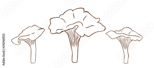 Mushrooms chanterelles in outline style, vector illustration of chanterelles, coloring page for children