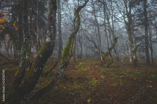 Fototapeta Naklejka Na Ścianę i Meble -  Dark moody forest with crooked trees on foggy morning walk in the vosges mountains in france