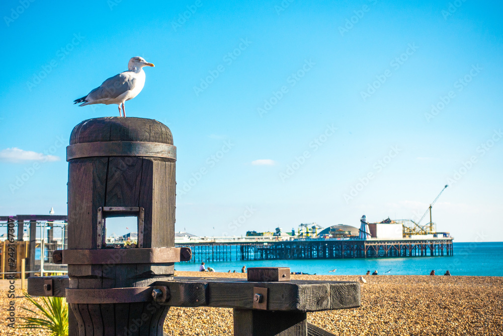 One beautiful seagull standing on the seat with local people and visitor sunbathing on the beach at Brighton Pier, UK the famous place for people. One beautiful seagull standing on the seat with local people and visitor sunbathing on the beach at Brighton Pier, UK the famous place for people.