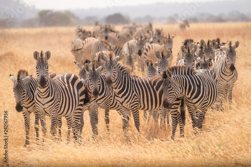 Zebra Migration 2