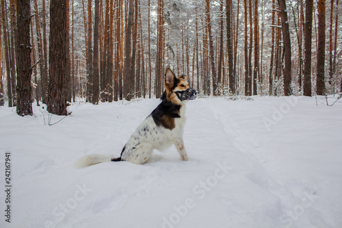 Fototapeta Naklejka Na Ścianę i Meble -  Dog in plastic muzzle running in winter forest with snow