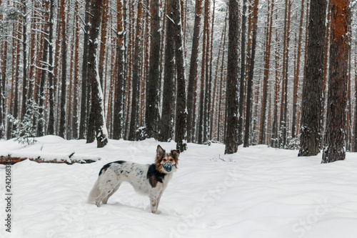 Dog in plastic muzzle running in winter forest with snow