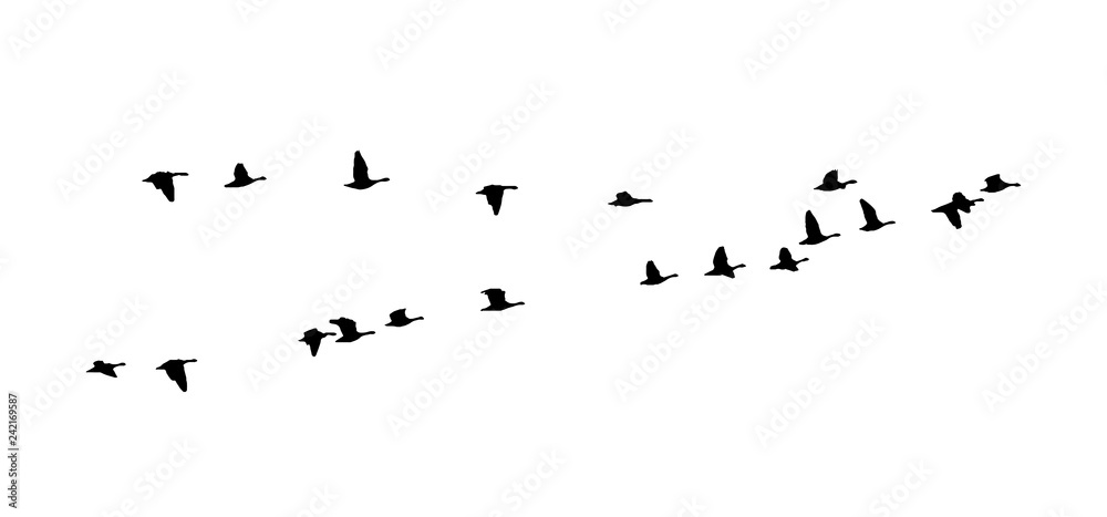 Greater white-fronted goose wedge in flight. Vector silhouette a flock of birds