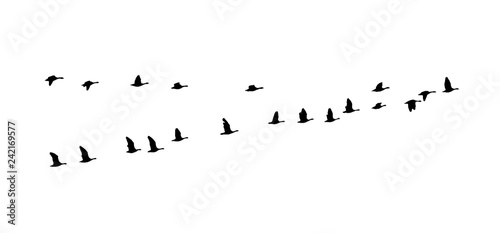 Greater white-fronted goose wedge in flight. Vector silhouette a flock of birds