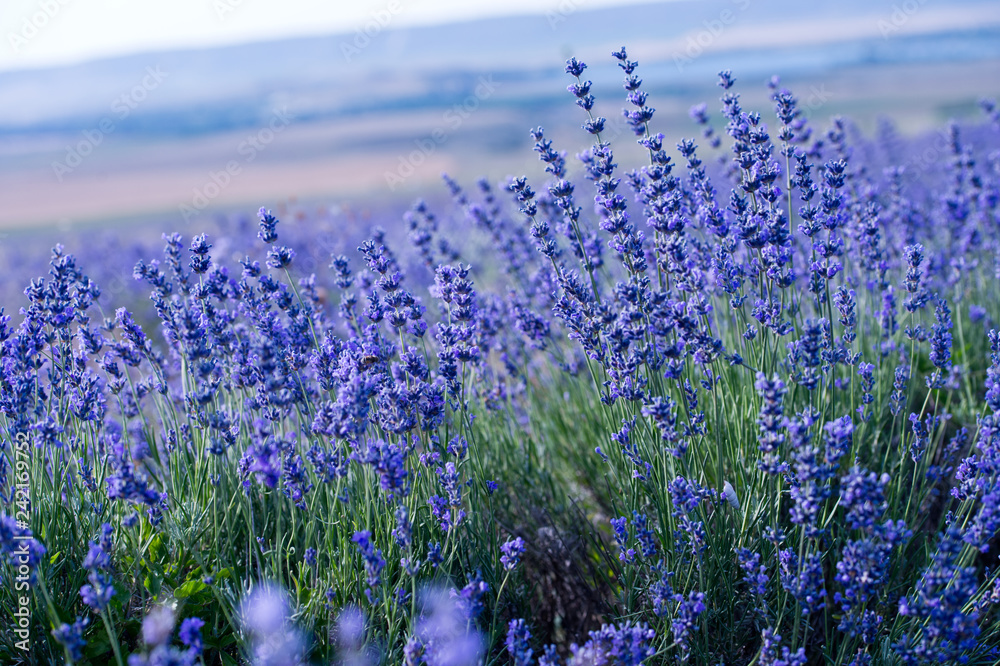 Fototapeta premium Lavender flowers - Sunset over a summer purple lavender field. 