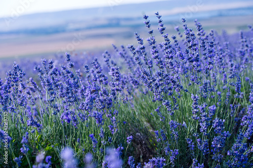 Lavender flowers - Sunset over a summer purple lavender field. 