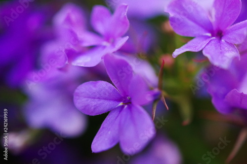 紫色の花