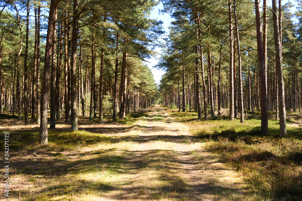 Laesoe / Denmark: Romantic forestry lane through a coniferous forest in the reserve Laesoe Klintplantage on a sunny the end of April Stock Photo | Adobe Stock