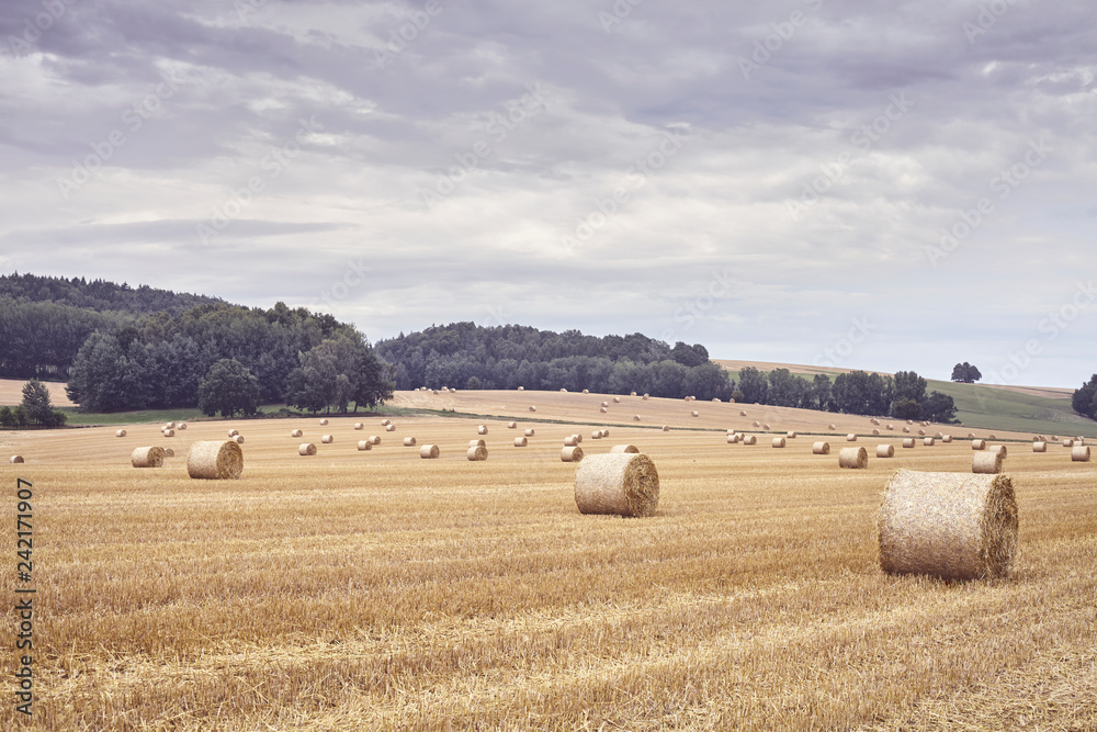 Straw round bales on a field at the end of the harvest season, color toned picture.