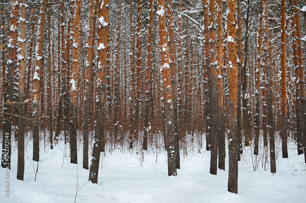 Fototapeta premium Many tree trunks in the snowy woods. Winter landscape.