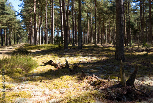Laesoe / Denmark: At the edge of an idyllic forest path in the nature reserve Laesoe Klintplantage on the Kattegat island of Laesoe on a sunny day at the end of April