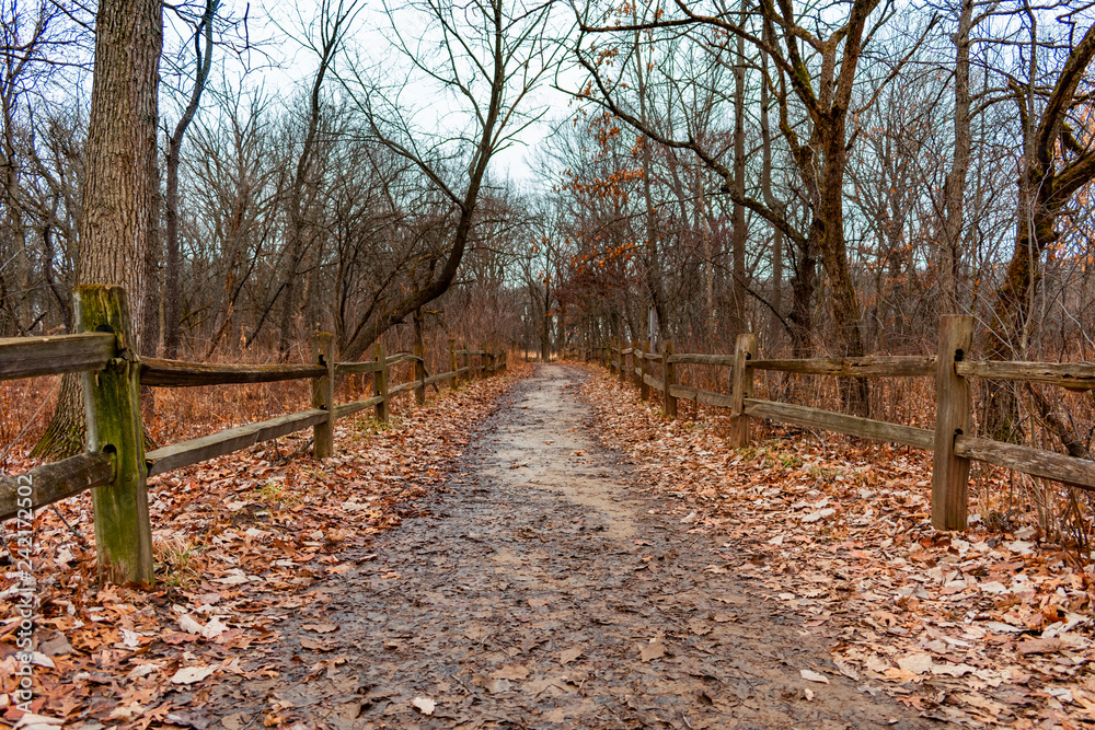 Winter Forest Fence Lined Trail in Suburban Willow Springs Winter Forest Fence Lined Trail in Suburban Willow Springs