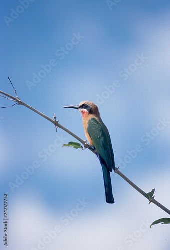 Whitefronted Bee-eater (Merops bullockoides), Selous Game Reserve, Morogoro, Tanzania, Africa