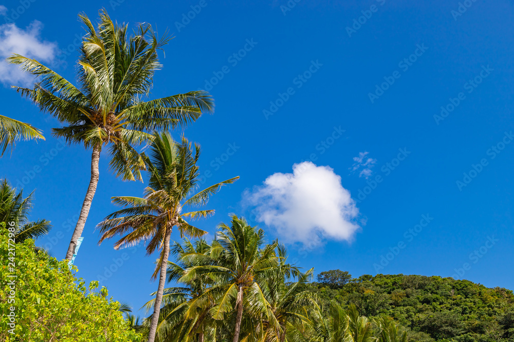Coconut palm trees on blue sky background. Tropical background of Bulalacao island, Palawan, Philippines Coconut palm trees on blue sky background. Tropical background of Bulalacao island, Palawan, Philippines