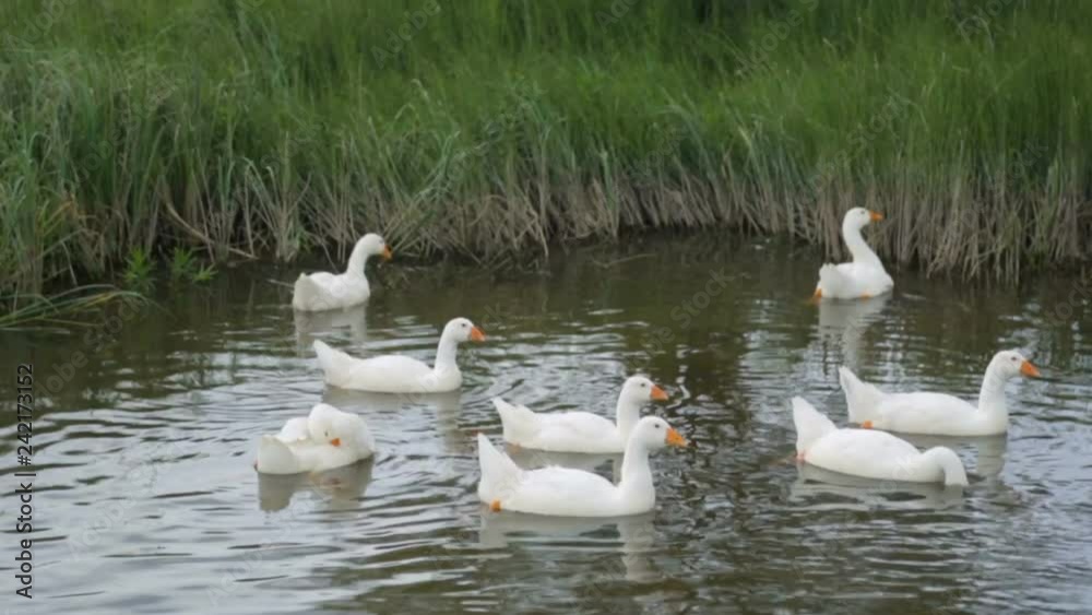 Flock of geese on a river