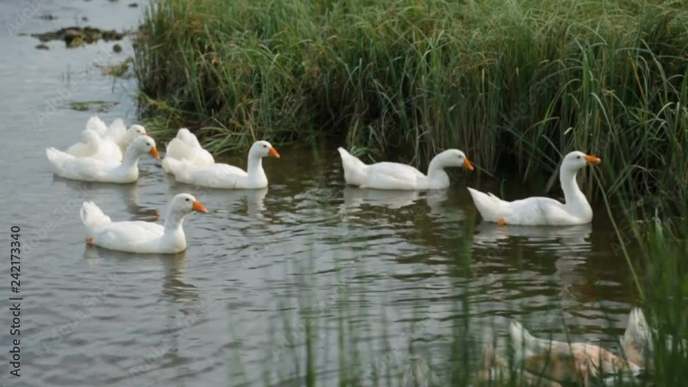 Flock of ducks and geese on a river Flock of ducks and geese on a river