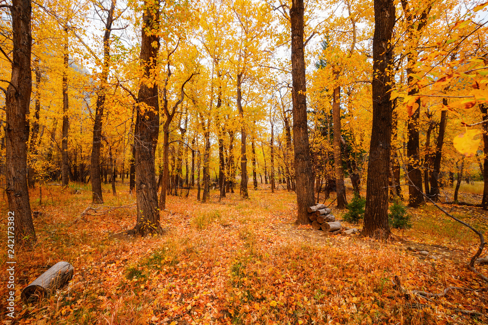 Obraz premium Aspen Tree Fall Foliage