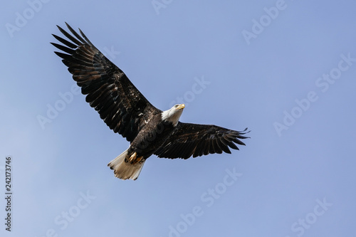 Eagle Passing © Bernie Duhamel