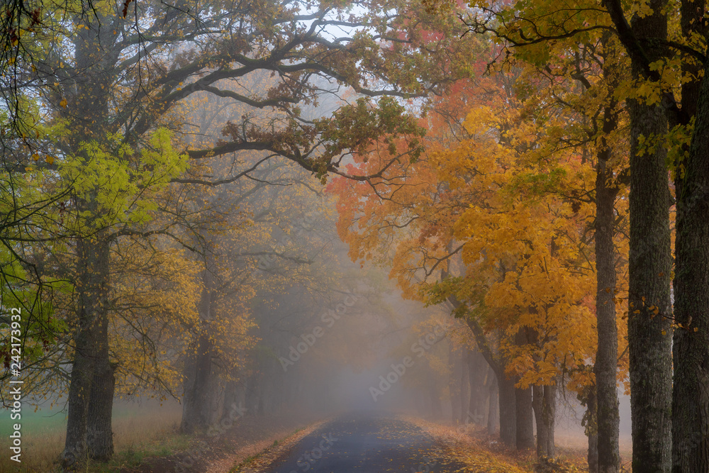 misty autumn morning in the countryside; the rural road goes through a large tree alleys; the leaves of the trees are colored yellow and coincide with the edges of the road
