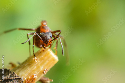 Ant on a branch in the forest, photographed close-up.   © shymar27