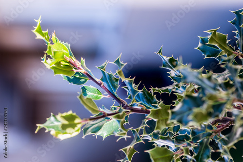 Beautiful Macro Holly with Natural Light