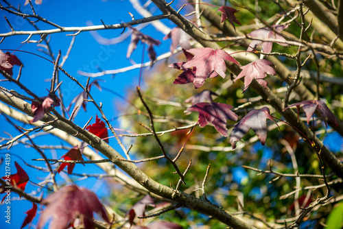 Beautiful Dark Red Mapple Leaves in the Tree