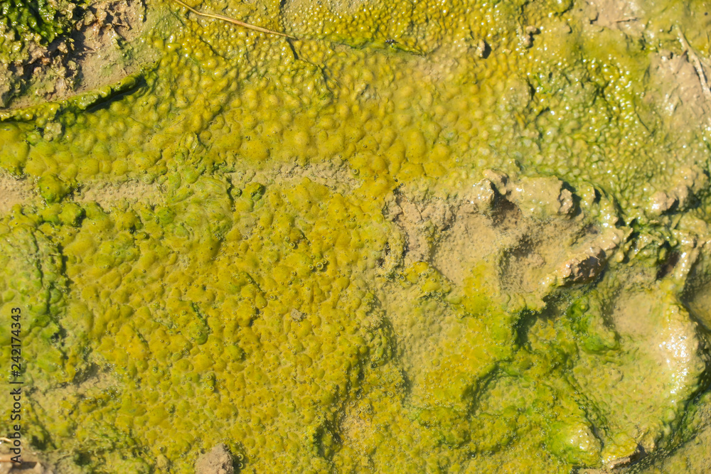 Water surface with mosses
