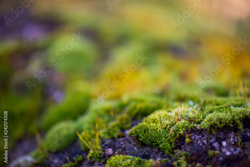Beautiful Green Moss Grown Up Cover the Rough Stones in the Forrest