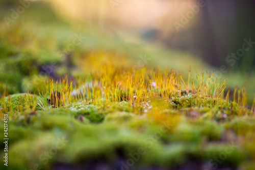 Beautiful Green Moss Grown Up Cover the Rough Stones in the Forrest