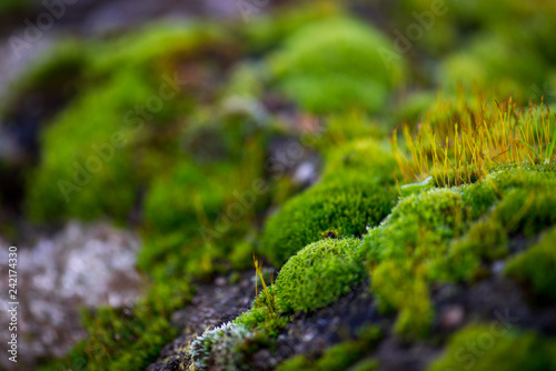 Beautiful Green Moss Grown Up Cover the Rough Stones in the Forrest