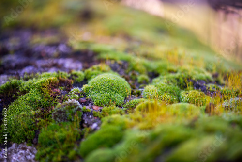 Beautiful Green Moss Grown Up Cover the Rough Stones in the Forrest