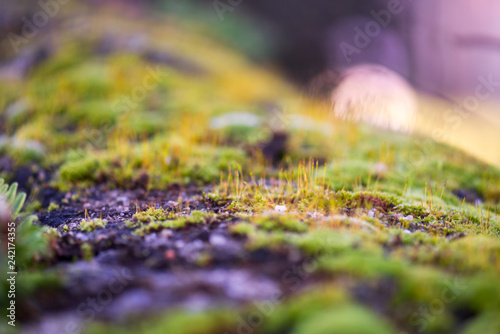 Beautiful Green Moss Grown Up Cover the Rough Stones in the Forrest
