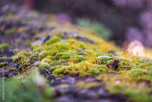 Beautiful Green Moss Grown Up Cover the Rough Stones in the Forrest