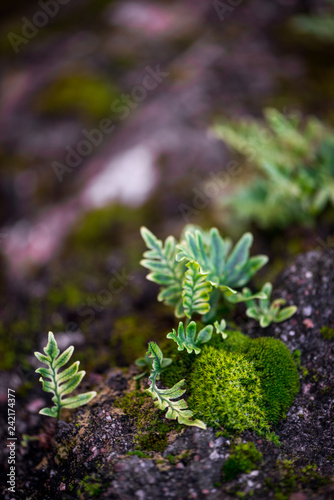 Beautiful Green Moss Grown Up Cover the Rough Stones in the Forrest