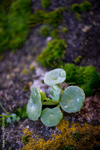 Beautiful Green Moss Grown Up Cover the Rough Stones in the Forrest
