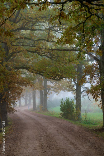 Fototapeta Naklejka Na Ścianę i Meble -  misty autumn morning in the countryside; the rural road goes through a large tree alleys; the leaves of the trees are colored yellow and coincide with the edges of the road