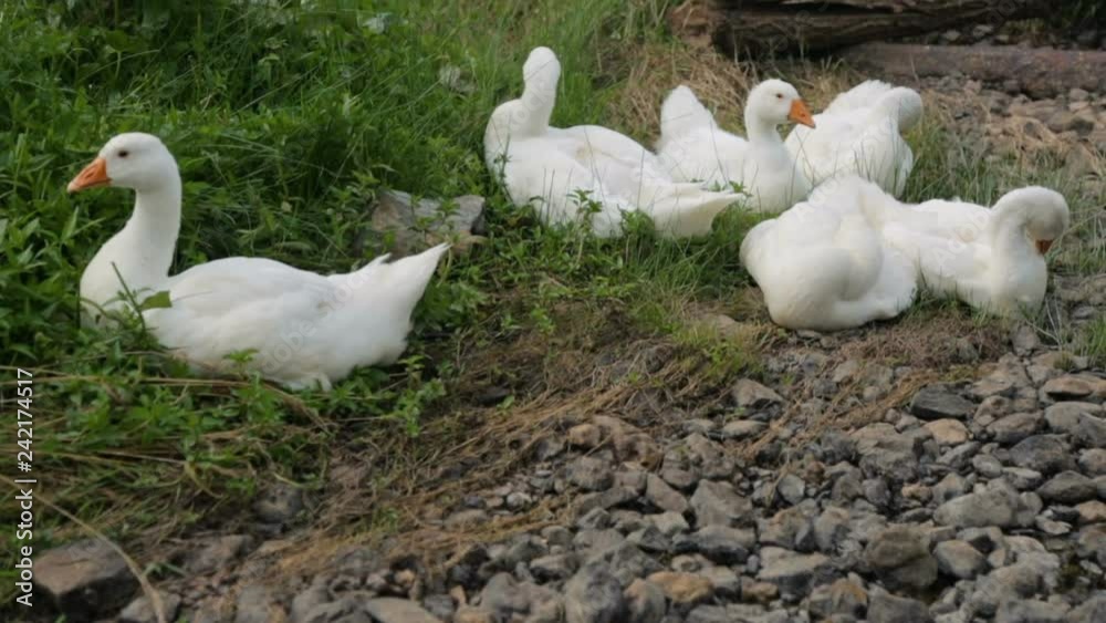 Flock of geese resting on a bank of a river