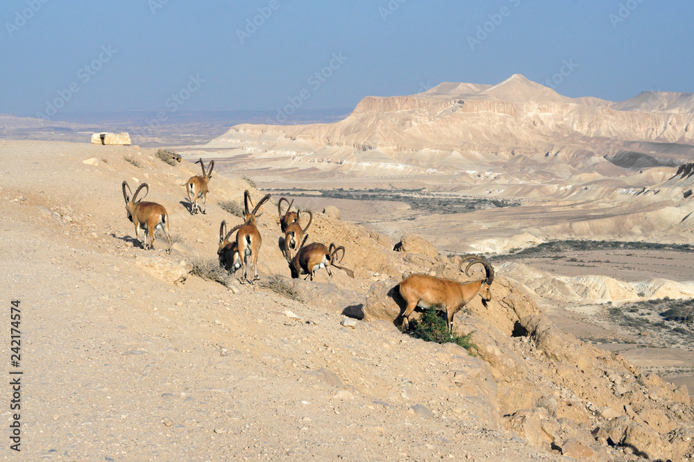 Negev desert of southern Israel in summer. Herd of Nubian ibexes (Capra nubiana sinaitica) Negev desert of southern Israel in summer. Herd of Nubian ibexes (Capra nubiana sinaitica)