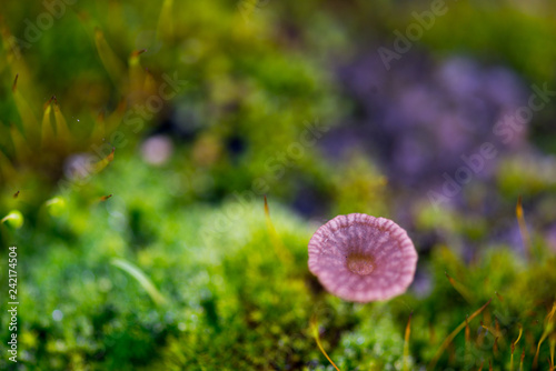 Beautiful Green Moss Grown Up with Mushroom Cover the Rough Stones in the Forrest