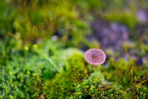 Beautiful Green Moss Grown Up with Mushroom Cover the Rough Stones in the Forrest