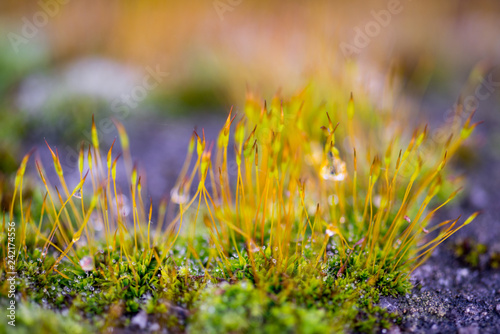 Beautiful Green Moss Grown Up Cover the Rough Stones in the Forrest
