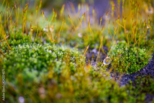 Beautiful Green Moss Grown Up with Water Drop Cover the Rough Stones in the Forrest