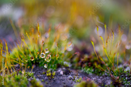 Beautiful Green Moss Grown Up with Water Drop Cover the Rough Stones in the Forrest