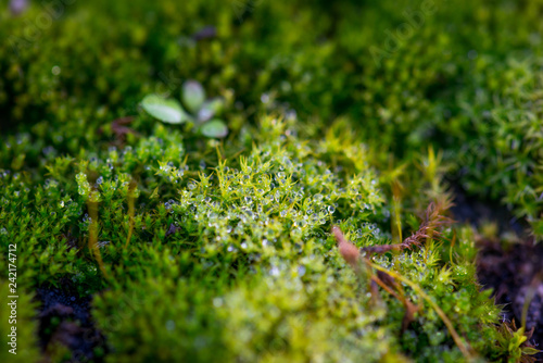 Beautiful Green Moss Grown Up Cover the Rough Stones in the Forrest