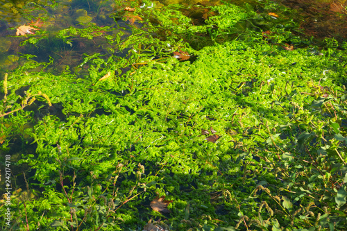 Water surface with mosses © shadowbird
