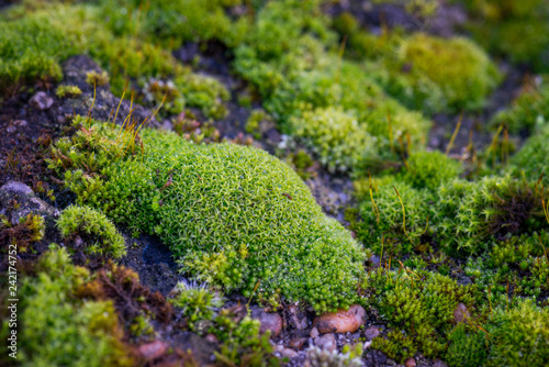 Beautiful Green Moss Grown Up Cover the Rough Stones in the Forrest