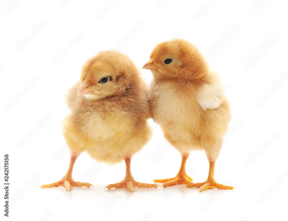 Two small chickens.