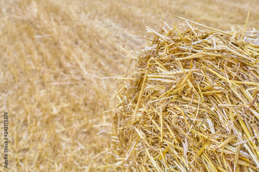 Close up picture of a straw round bale with stubble field in background, selective focus. Close up picture of a straw round bale with stubble field in background, selective focus.